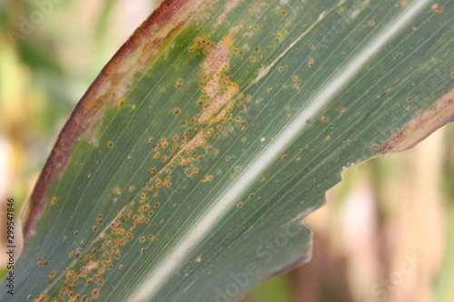 Southern Maize Rust diseases that damage at leaves, biotic stress at the fields.