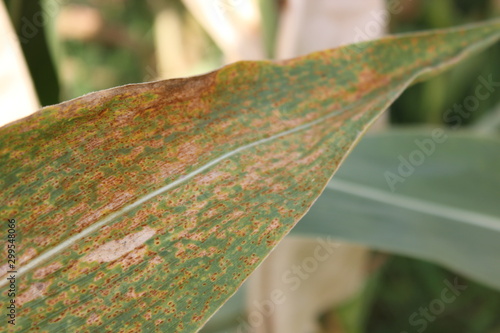 Southern Maize Rust diseases that damage at leaves, biotic stress at the fields.