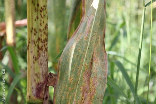 Southern Maize Rust diseases that damage at leaves, biotic stress at the fields.