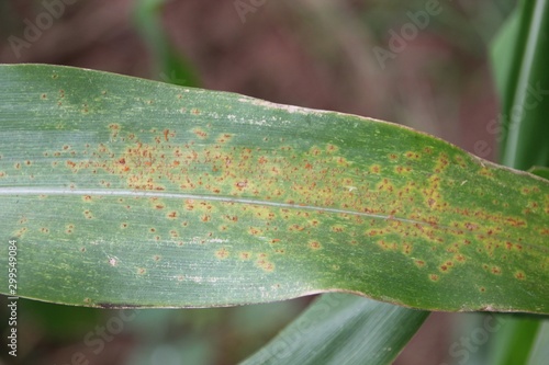 Southern Corn Rust diseases that damage at leaves, biotic stress at the fields on tropical zone of Thailand.
