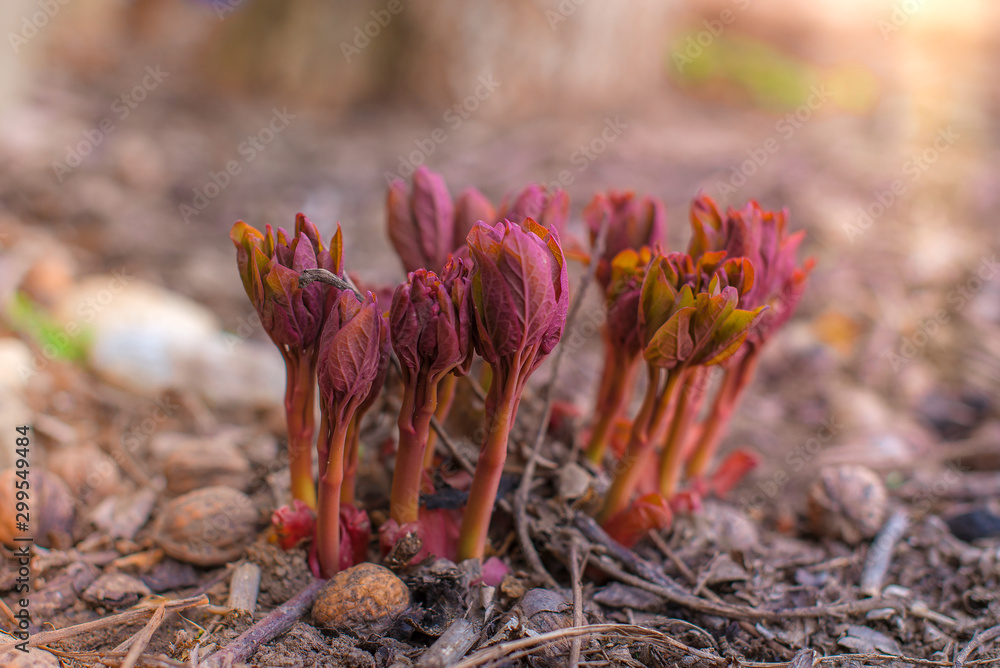 the shoots of young flowers in the early spring, the peony sprouts