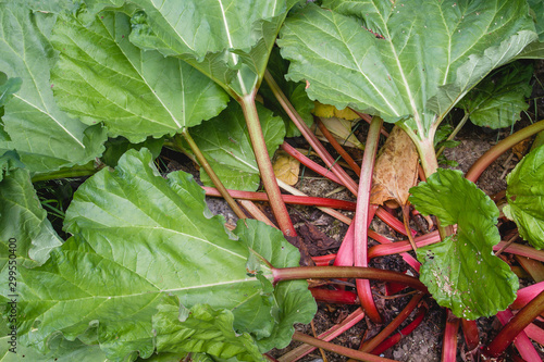 Obraz na plátně Rhubarb plant green leaves and red stalks