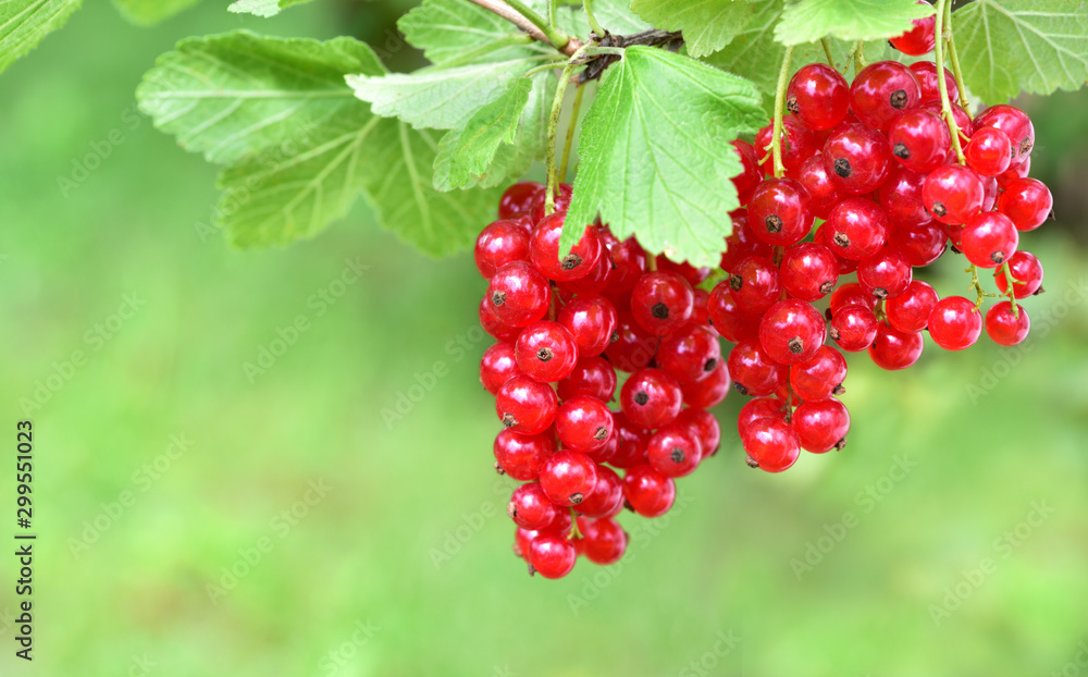 Closeup of red fresh currants hanging on a bush against green background with space Closeup of red fresh currants hanging on a bush against green background with space