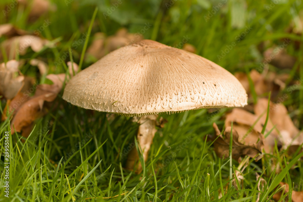 Macrolepiota Procera Parasol Mushroom Macrolepiota Procera Parasol Mushroom