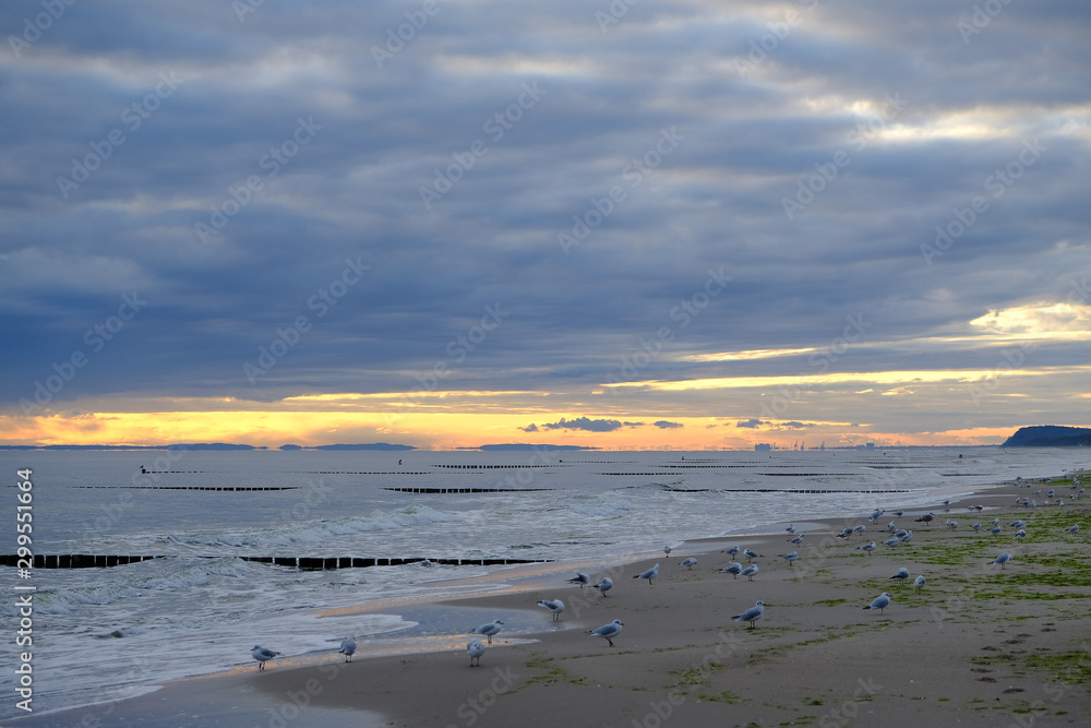 seagulls on the beach at sunset