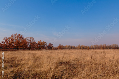 Autumn landscape. Golden field against the blue sky. Kiev, Ukraine.