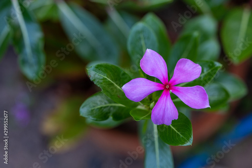 A Periwinkle (Vinca minor) a summer flower is a genus of flowering plants in the family Apocynaceae