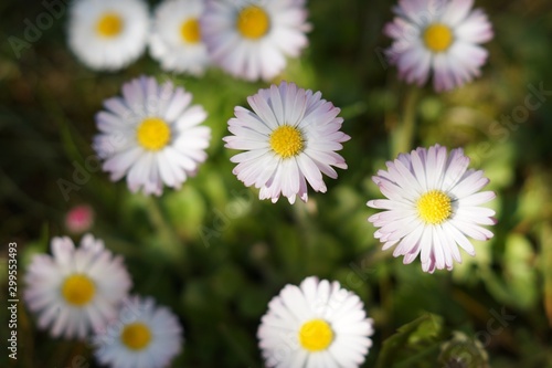 beautiful daisies  top view bellis perennis flower head flowering plants with light white pink petals and yellow center in garden on dark green background.