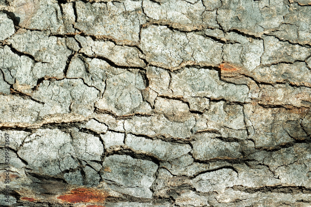 Nature Wood Texture for Background. Nature Wood Texture for Background.