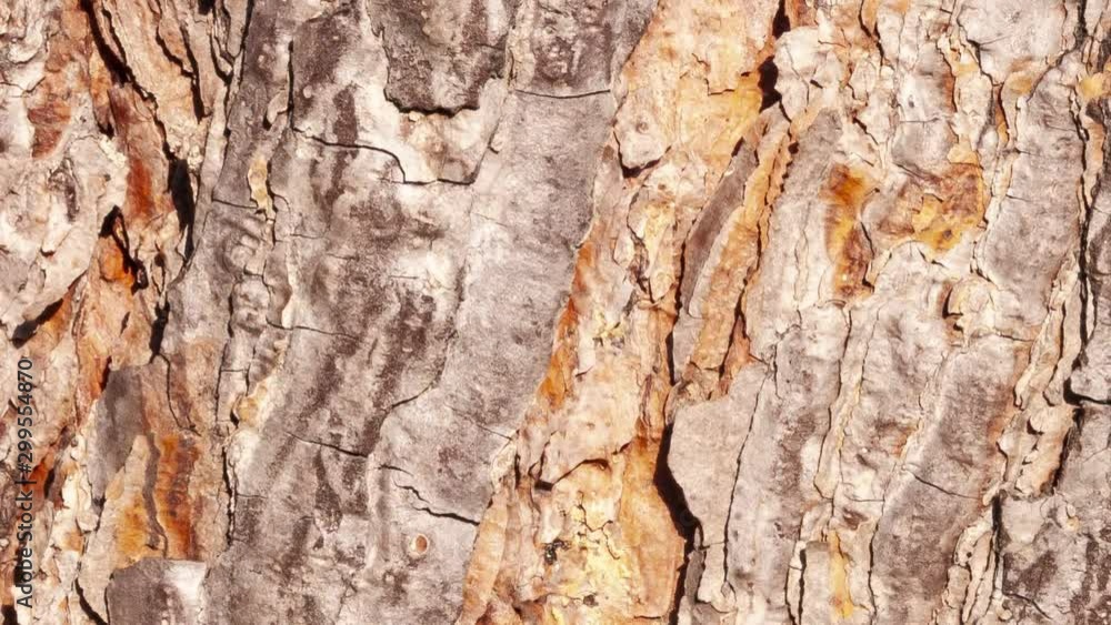 Detail of the bark of horse chestnut eroded by time, of a plant in a centuries-old park. Detail of the bark of horse chestnut eroded by time, of a plant in a centuries-old park.