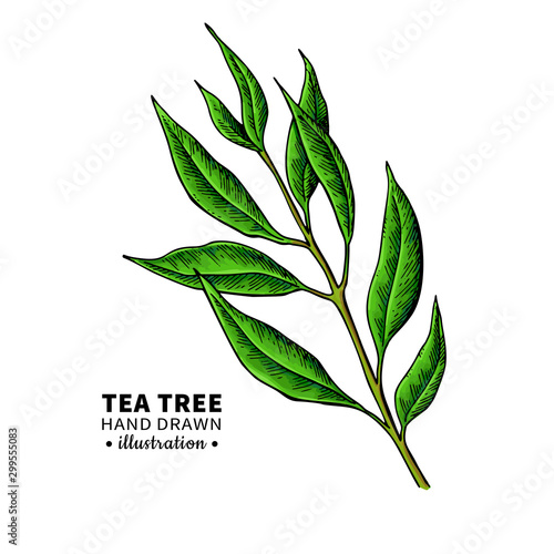 Tea tree vector drawing. Isolated vintage illustration of medical plant