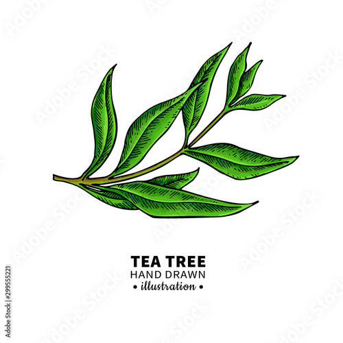 Tea tree vector drawing. Isolated vintage illustration of medical plant