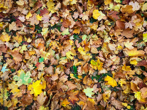 Herbstlaub am Boden