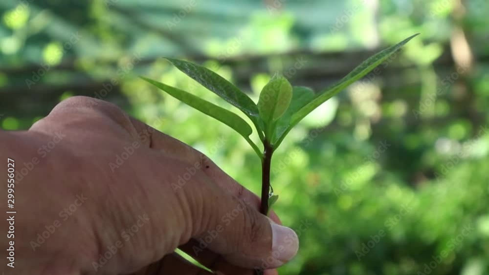 Video, people use watering seedlings Video, people use watering seedlings