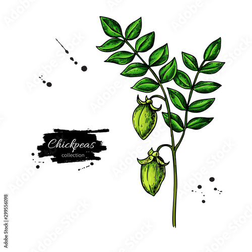 Chickpeas plant hand drawn vector illustration. Isolated Vegetable object.