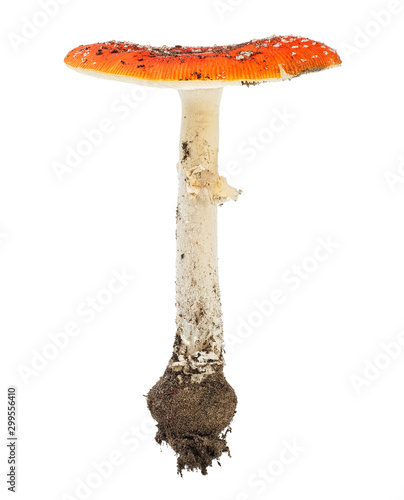 Red poison mushroom isolated on white background. Fly agaric. Amanita muscaria.
