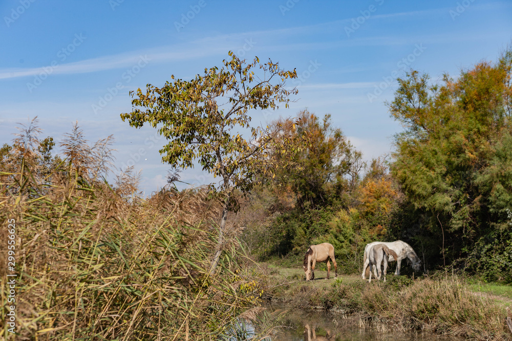 Fototapeta premium Voyage en petite Camargue