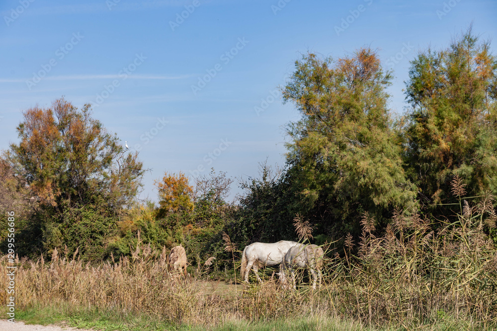 Voyage en petite Camargue Voyage en petite Camargue