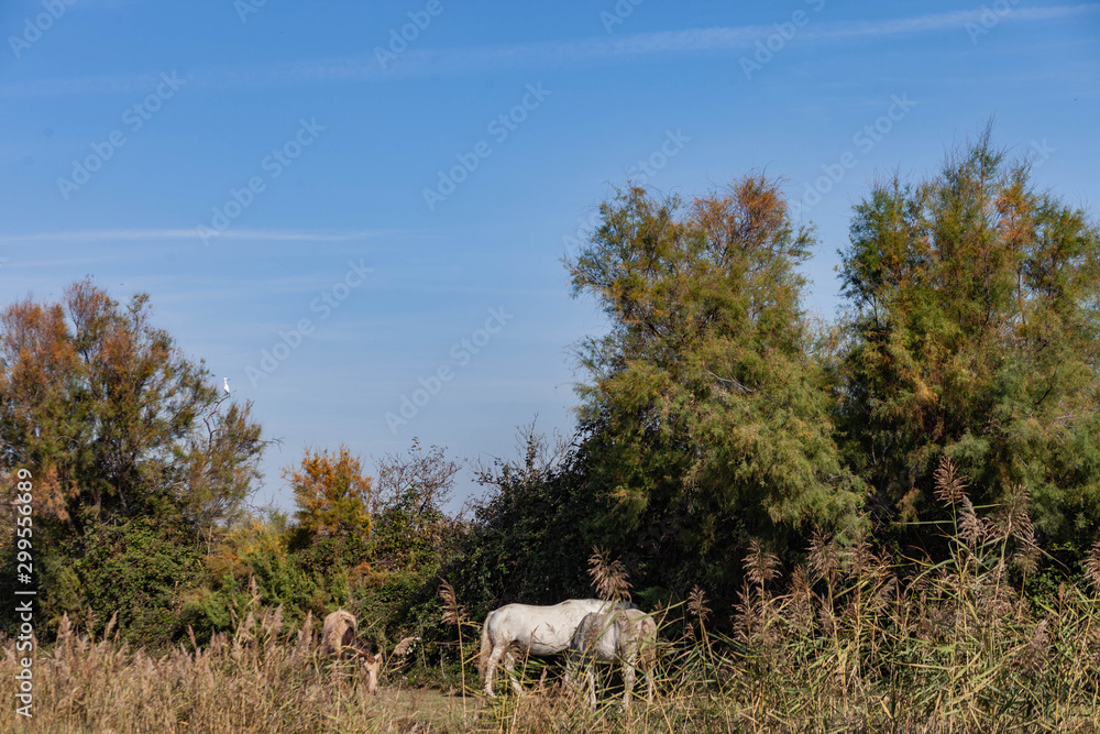 Voyage en petite Camargue Voyage en petite Camargue