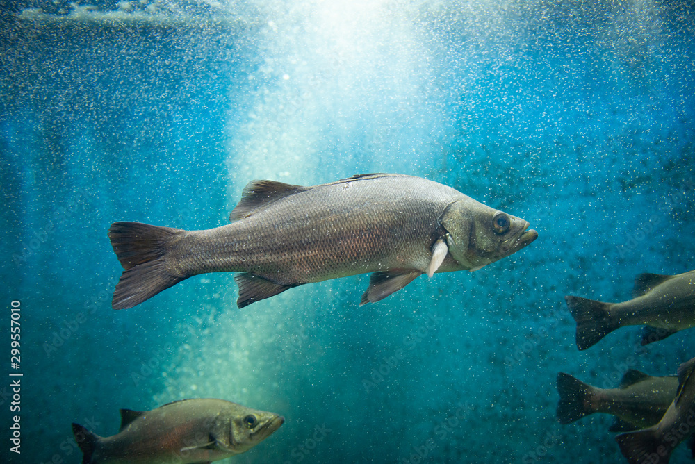 Obraz premium ヒラスズキ