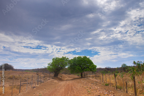 A  road in the interior of Brazil with two green trees forming a tunnel in a drought and poor region at the state of Piauí