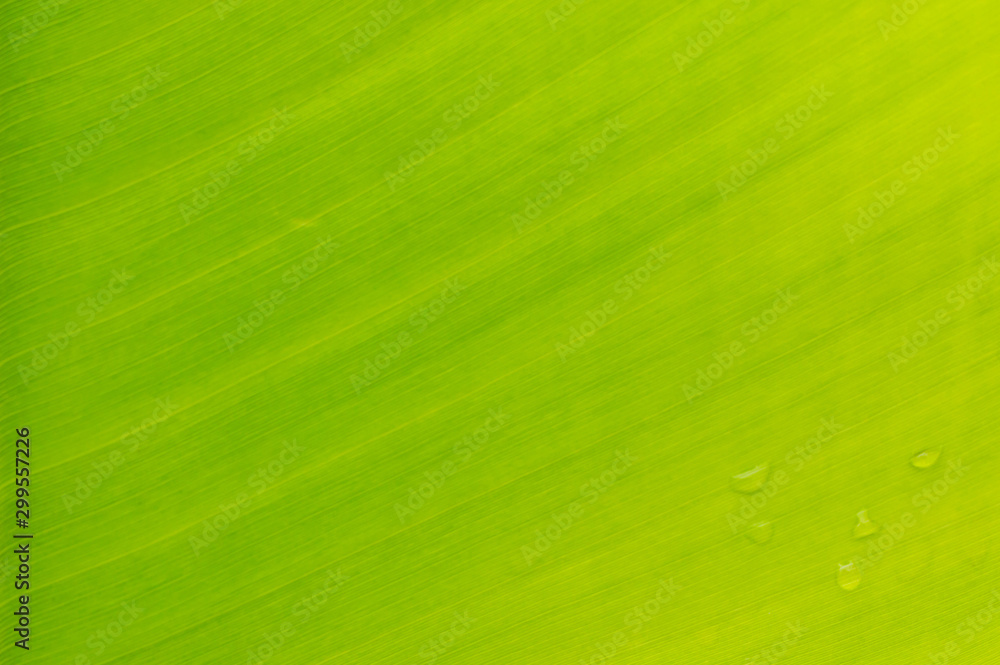 Close up textured of green banana leaf for background
