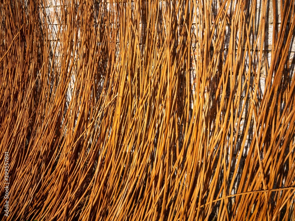 Wicker rods standing beside brick wall and waiting to be used in wicker furniture production Wicker rods standing beside brick wall and waiting to be used in wicker furniture production