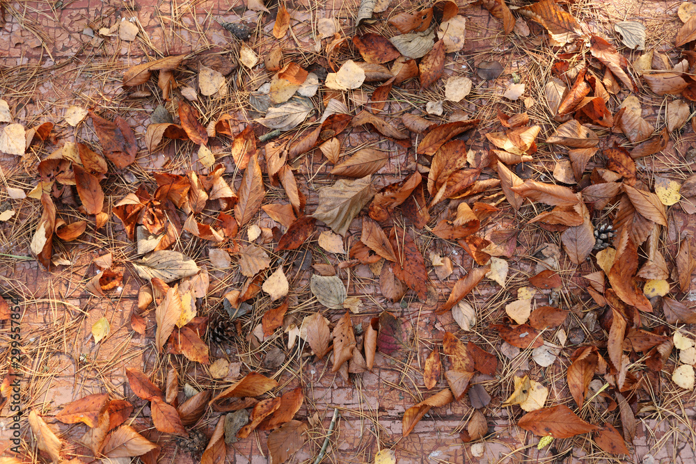 Texture background, very beautiful close up dry autumn fallen leaves on a wooden background. bright background of fallen autumn leaves