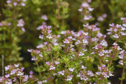 Thymes aromatic plant with flowers