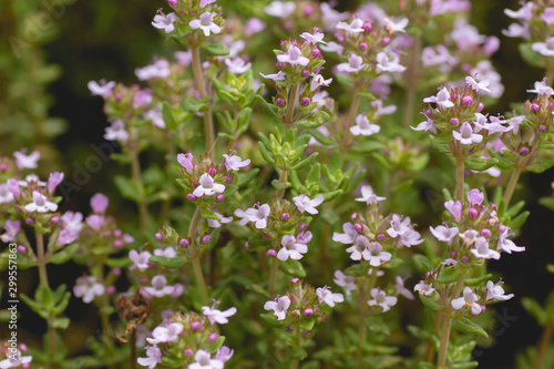 Thymus aromatic plant with flowers