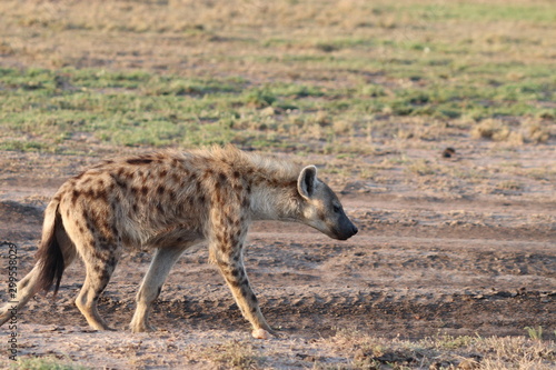 Spotted hyena  crocuta crocuta  in the african savannah.
