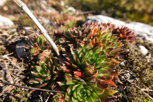 Rojnik - Sempervivum, rock plants from limestone rocks on the Krakow-Czesochowska Upland photo