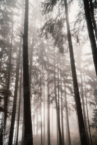 Bäume im Nebel