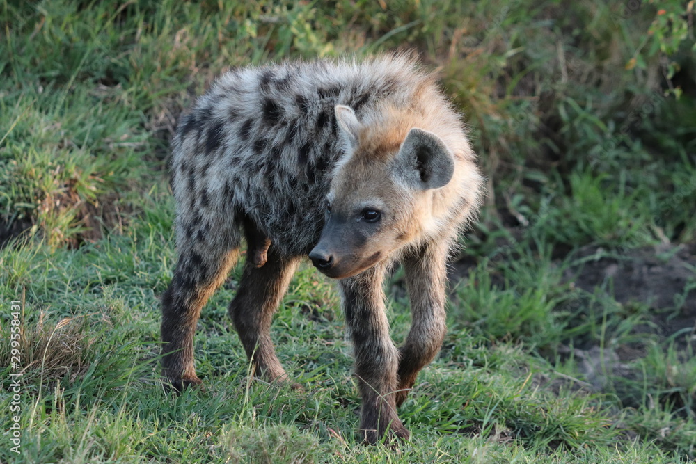 Young and fluffy spotted hyena (crocuta crocuta) in the african savannah. Young and fluffy spotted hyena (crocuta crocuta) in the african savannah.