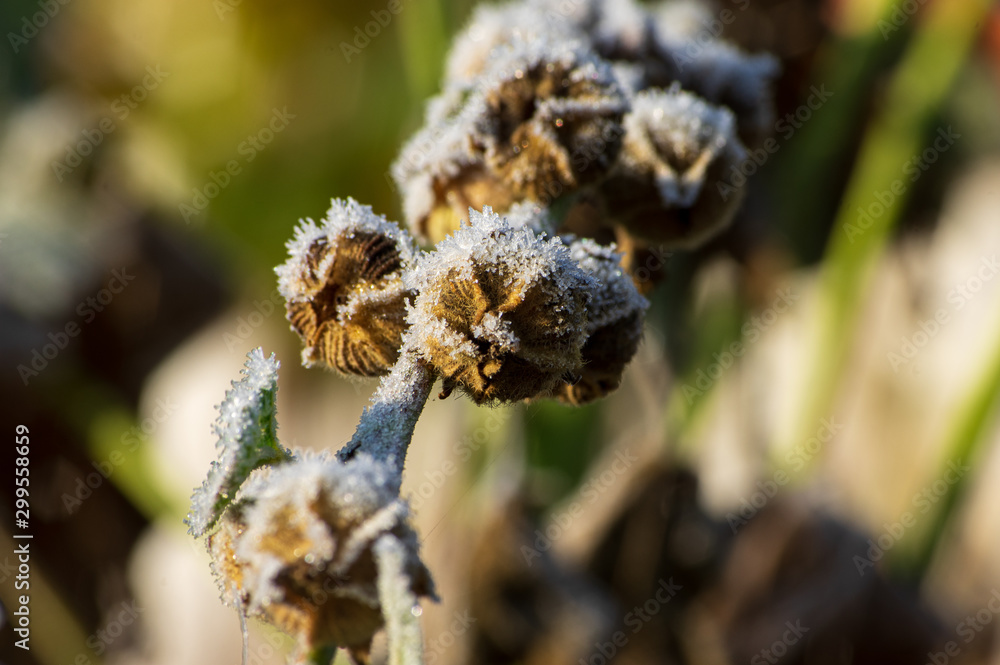 ice crystals of hoar frost on seed capsules of a hollyhock plant (Alcea rosea) in october in morning light ice crystals of hoar frost on seed capsules of a hollyhock plant (Alcea rosea) in october in morning light