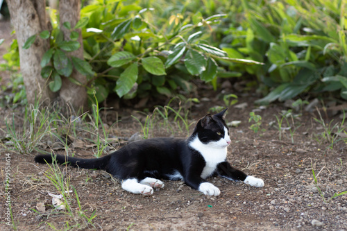 A black and white striped cat lying on the ground