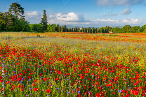 Spring Meadow Filled with Poppies, Pienza, Val d'Orcia, Tuscany, Italy.