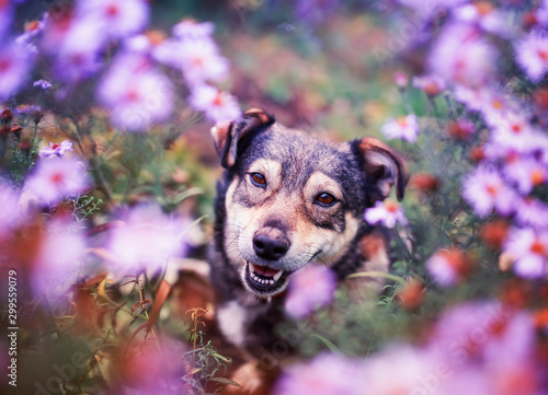 portrait of a brown dog sitting among lilac flowers in a Sunny garden and cute smiles