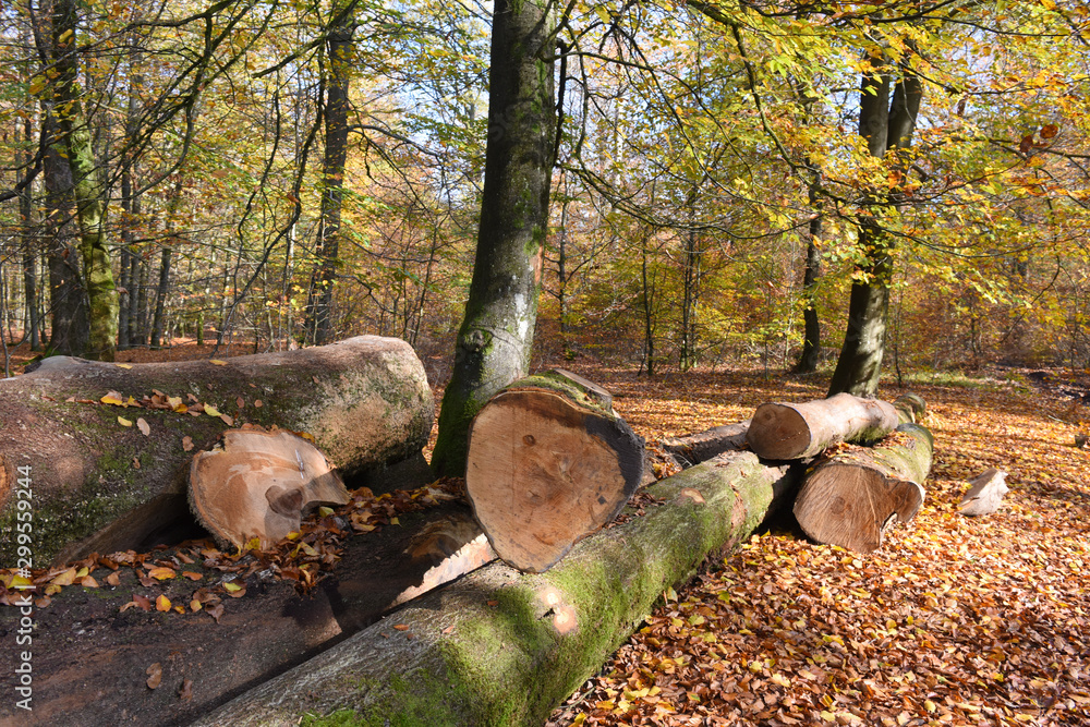 bois foret environnement arbre saison climat automne bois foret environnement arbre saison climat automne