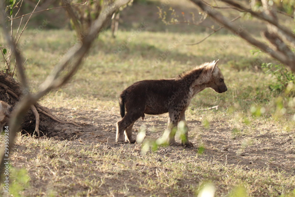 Spotted hyena cub (crocuta crocuta) in the african savannah. Spotted hyena cub (crocuta crocuta) in the african savannah.