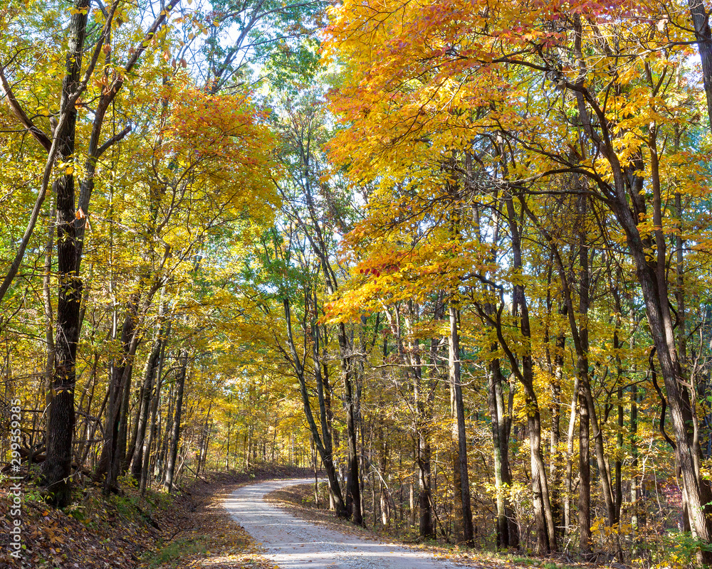 country road winds through brightly colored autumn trees