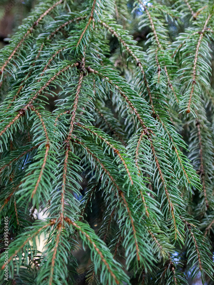 Christmas tree branches with small emerald needles