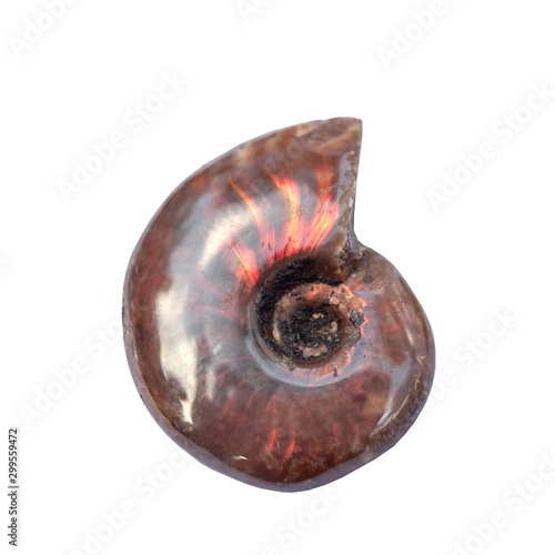 Ammonite isolated on white background