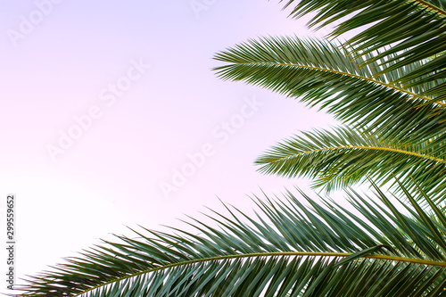 palm tropical leaves on a sunset pink sky