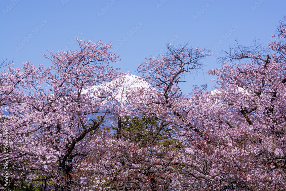 Cherry Blossom full bloom at Matsumoto castle Cherry Blossom full bloom at Matsumoto castle