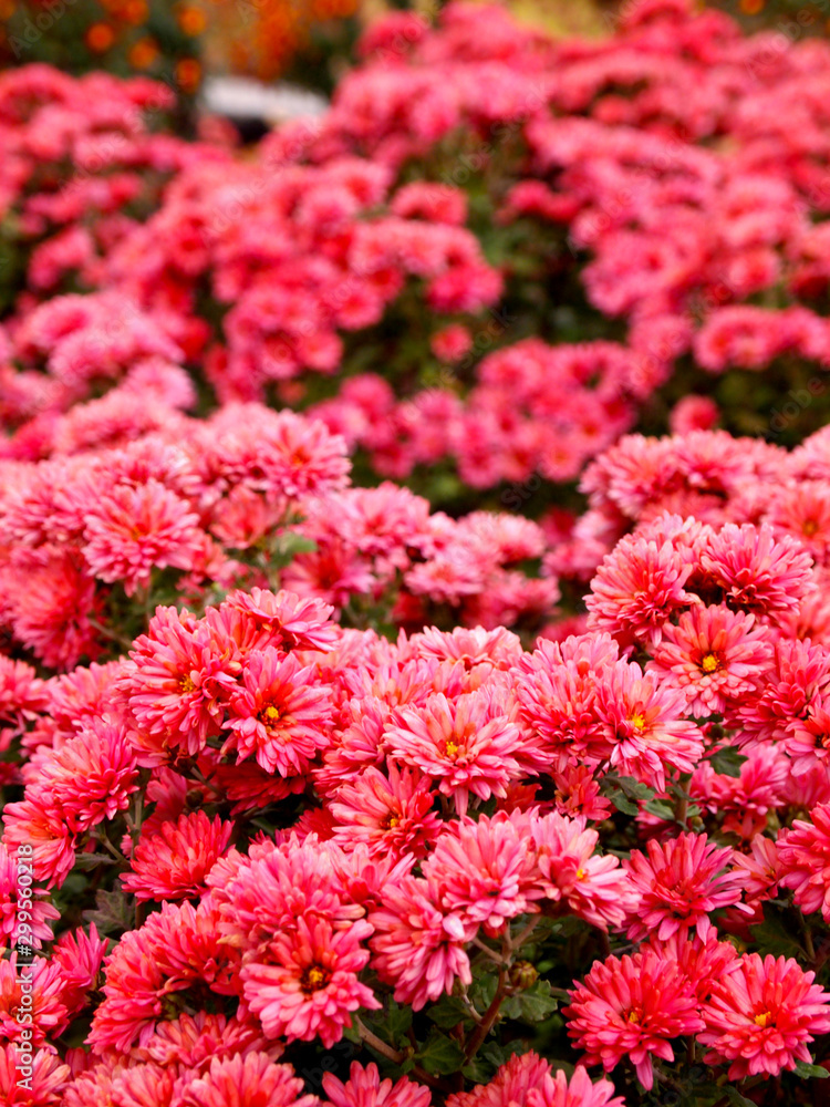 Scarlet, lush chrysanthemums with yellow stamen Scarlet, lush chrysanthemums with yellow stamen