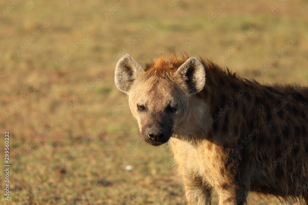 Spotted hyena (crocuta crocuta) head closeup. Spotted hyena (crocuta crocuta) head closeup.