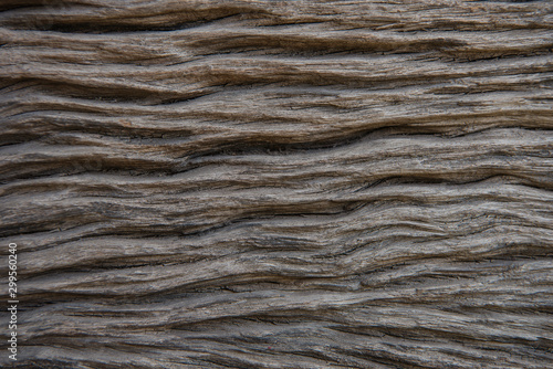 Detail of the Tree bark texture background