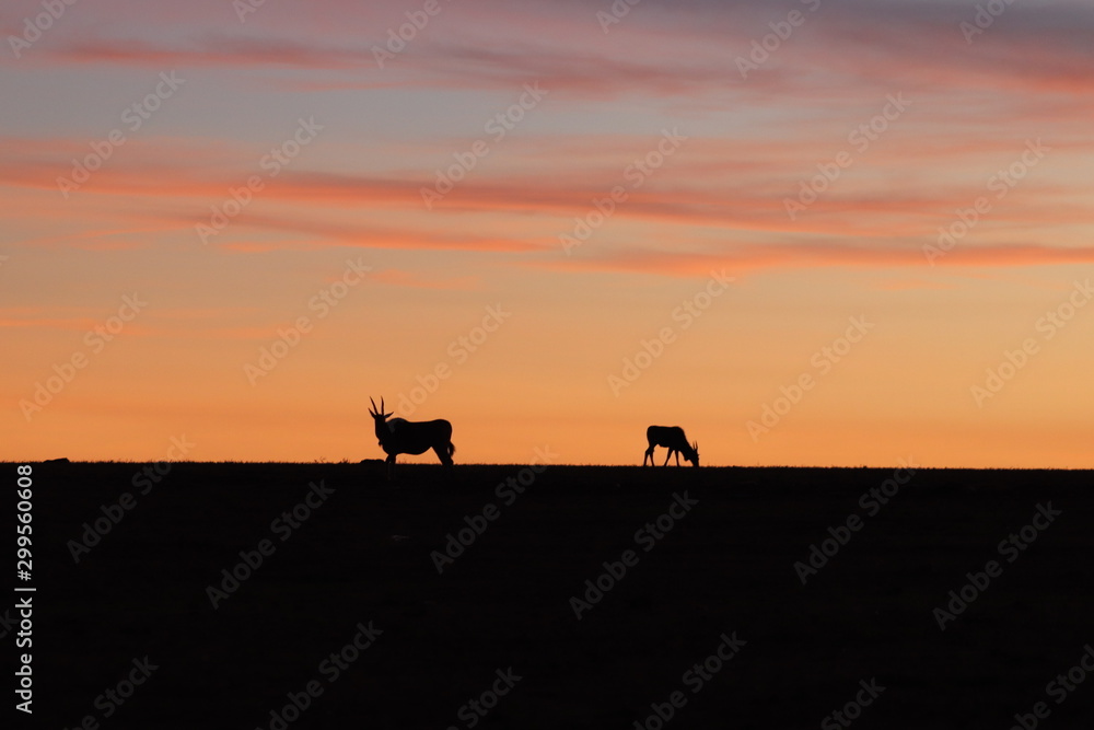 Silhouettes of elands in the evening light. Silhouettes of elands in the evening light.
