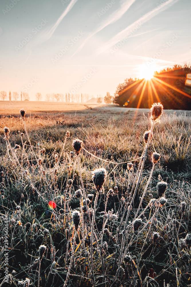 Fototapeta Beautiful wild nature meadow with frozen grass and flowers on a winter morning with golden sunrise light and colorful rainbow waterdrop reflections. Idyllic nature landscape 